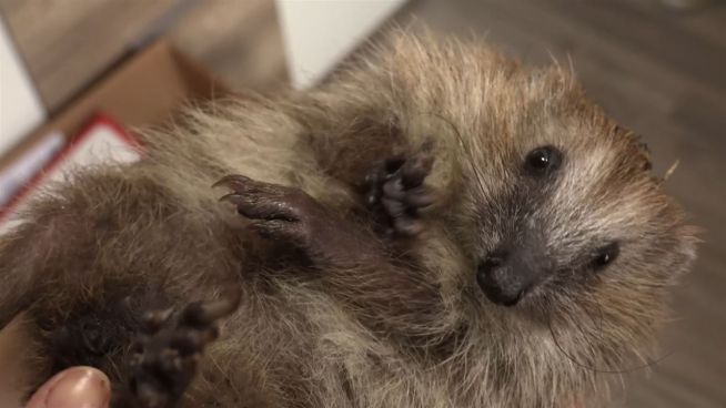 Selbstlose Lebensretter: Igel-Mamis vernetzen sich