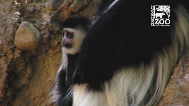 Nur mit Mama: Tiberius ist ein Klammeräffchen