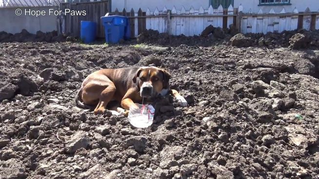 Völlig verängstigt: Herrenloser Hund lebt auf Baustelle