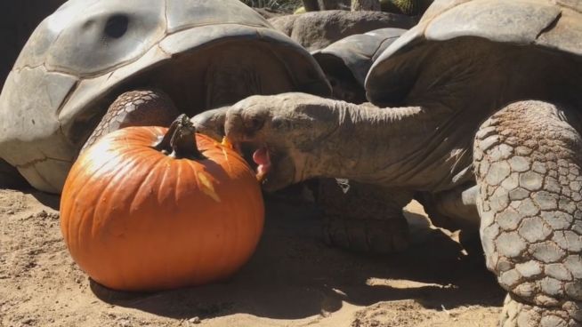 Harte Arbeit: Schildkröte kämpft mit Kürbis