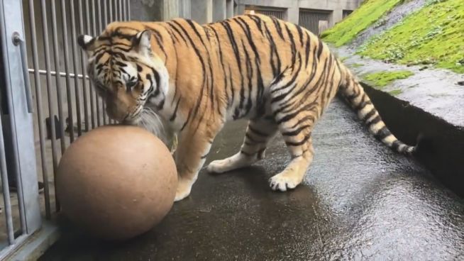 Kicken wie ein Profi: Fußballspielen hält Tiger jung