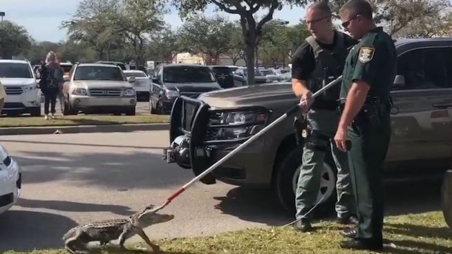 Mordshunger? Alligator-Alarm auf Supermarktparkplatz