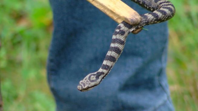 Europas Giftschlangen: So erkennt man eine Viper