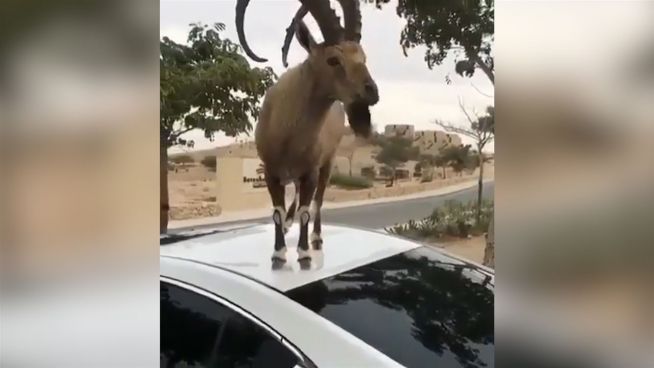 Not macht erfinderisch: Steinbock frisst vom Autodach