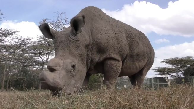 Letzter nördlicher Breitmaulnashornbulle: Sudan ist tot