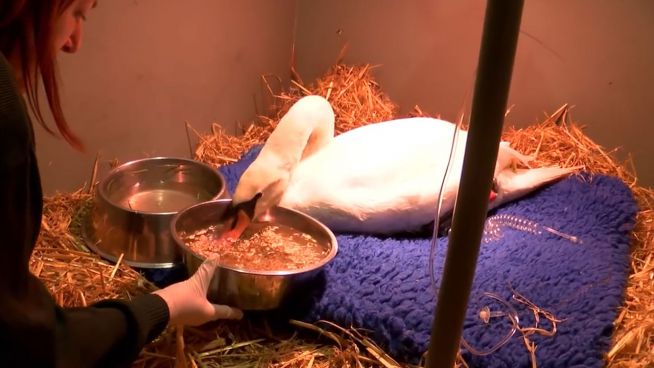 Knapp dem Tod entronnen: Schwan auf Krankenstation