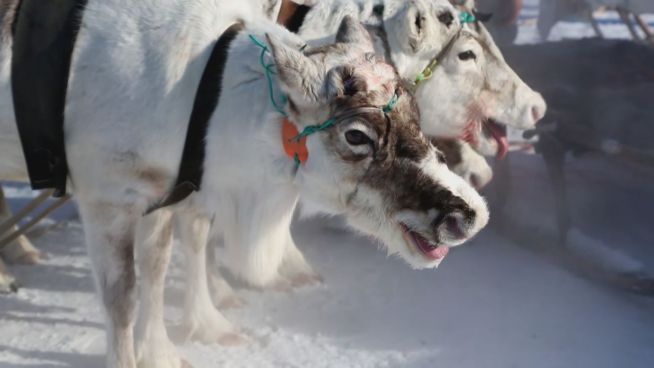 Verhungert: Feiern Nomaden das letzte Rentier-Festival?