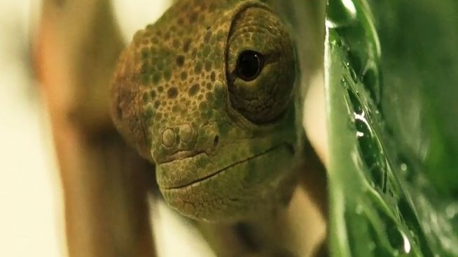 Klein wie ein Finger: Chester Zoo zeigt Chamäleon-Babys