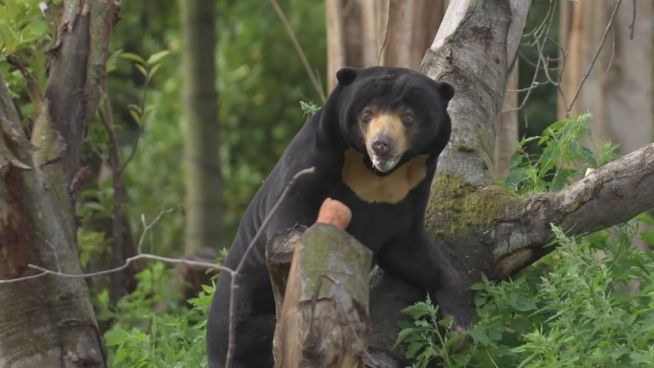 Tiere finden ein Zuhause: Umzug im Zoo von Chester