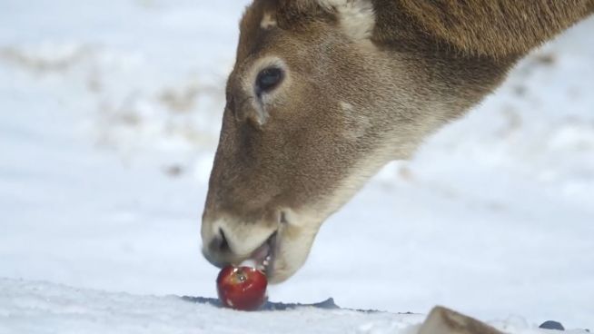 Schnee bei 20 Grad?: Hirsche toben in Schnee-Wüste