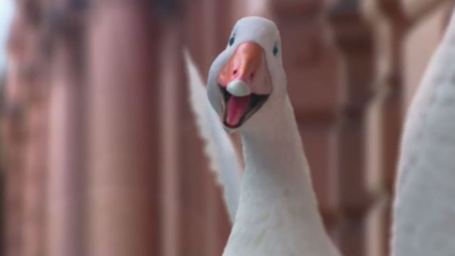 Sprechende Gans: Airline wirbt für Südamerika-Flüge