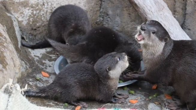 Aufregende Erkundung: Otterbabys im Außengehege