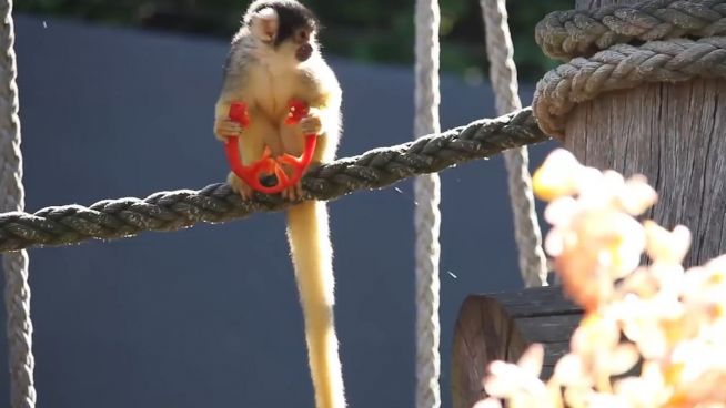 Naschen muss erlaubt sein: Äffchen im Weihnachtsfieber