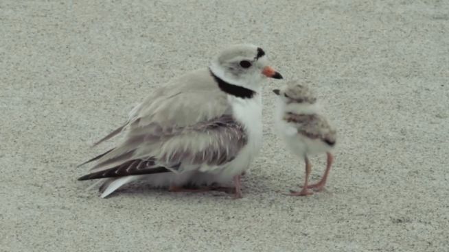 Das Boot ist voll: Vogelmama hat genug von ihren Küken