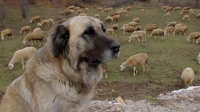 Reiseziel Kosovo: Urlaub im jüngsten Land Europas