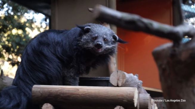 Merkwürdiges Aussehen: Binturongs im Zoo von L.A.