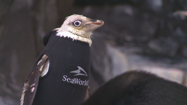 Zu fein? Dieser Pinguin schwimmt nur mit Taucheranzug