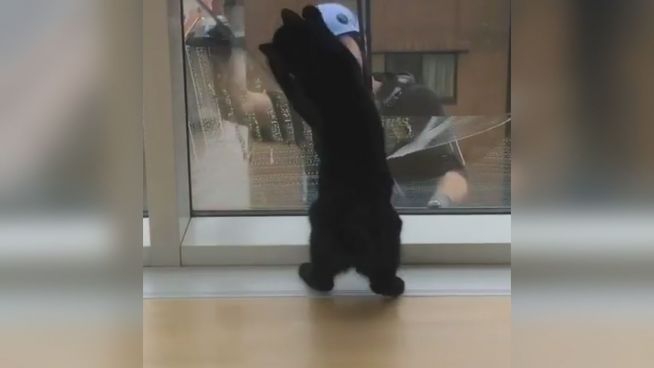 Große Liebe: Kater ist Fan von Fensterputzern