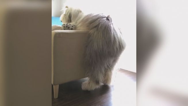 Zum Klettern nicht geboren: Bobtail kämpft mit Sofa