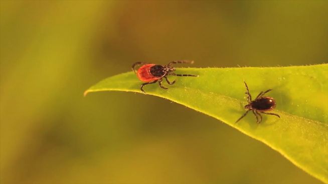 Zeckenalarm: Aufmerksamkeit nach Waldbesuchen