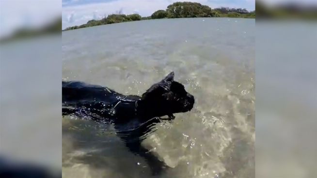 Kein gewöhnlicher Stubentiger: Diese Katze liebt Wasser